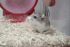 Hamster